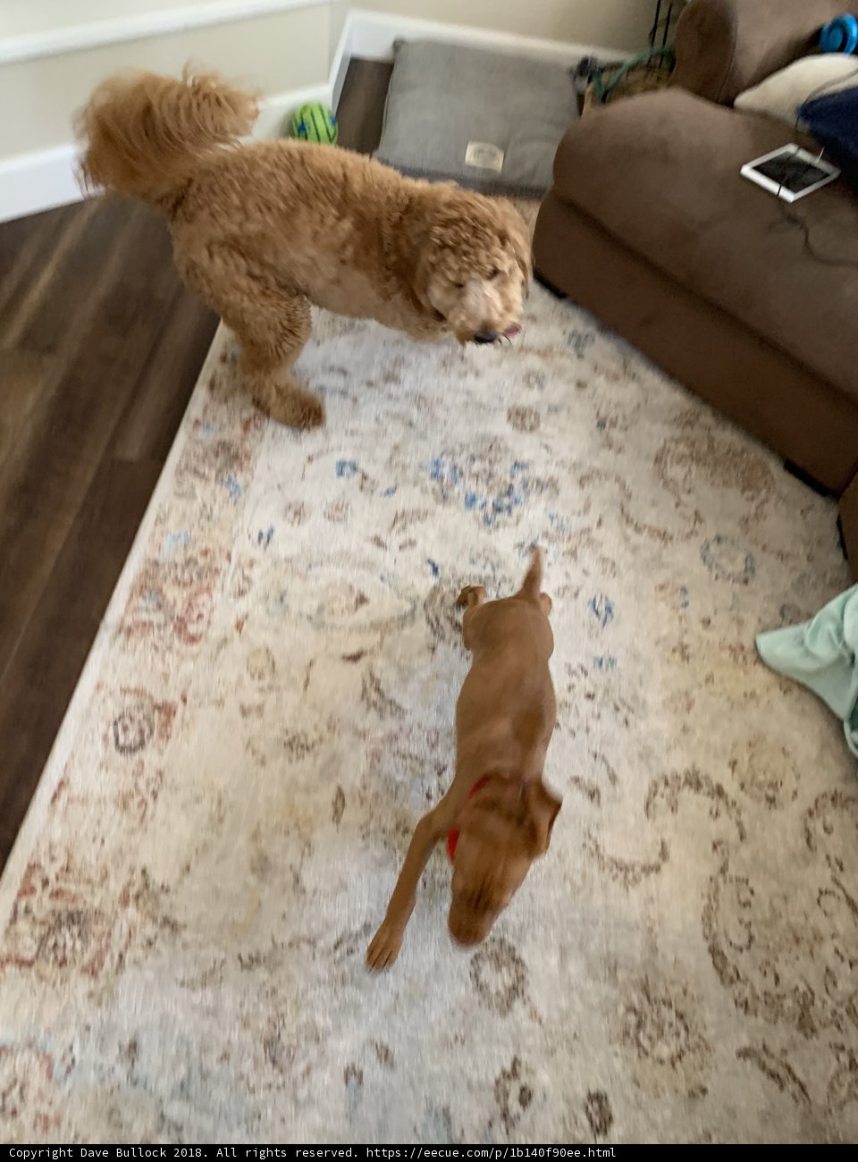 Playful Pups on a Rug