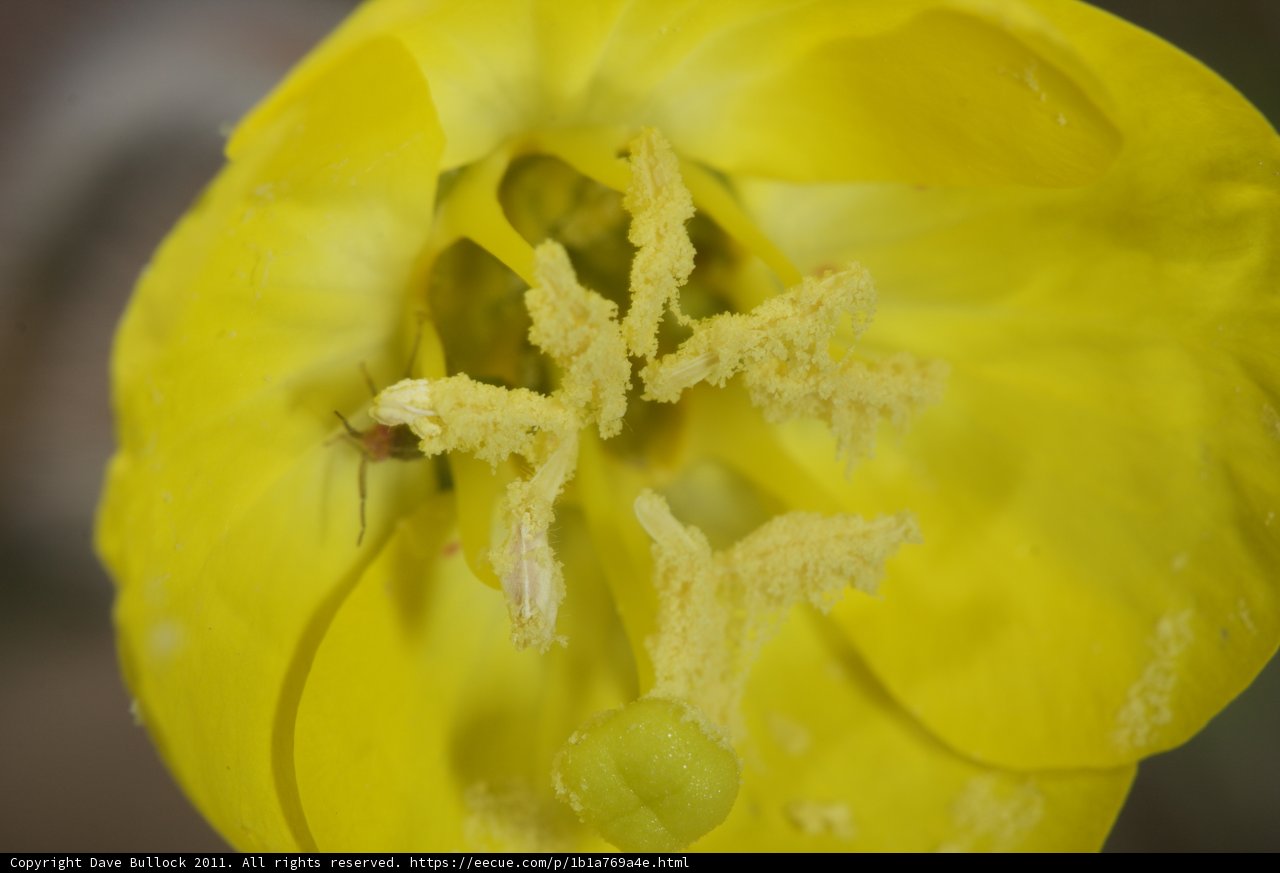 Bug in Bloom