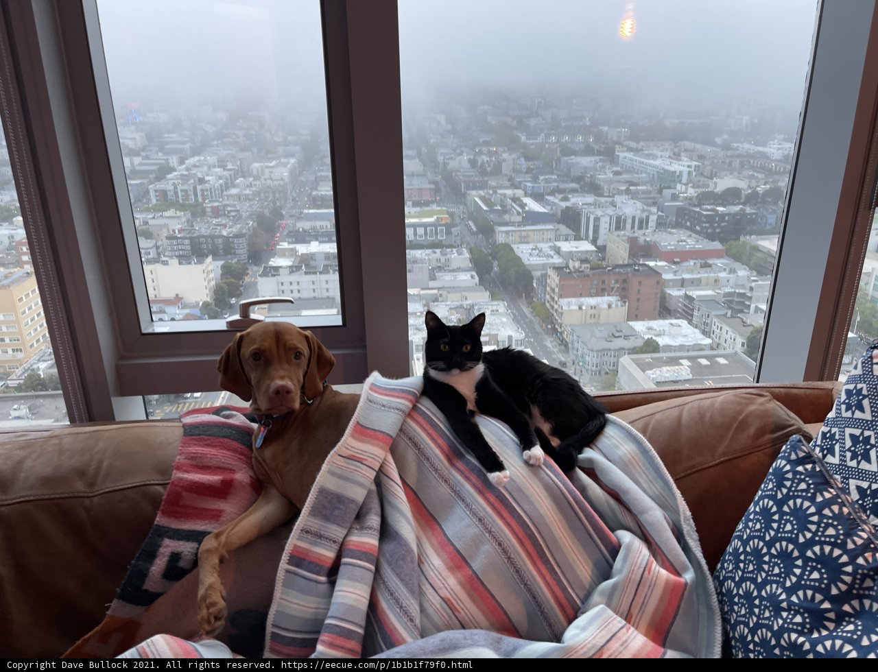 City Comforts: A Canine and Feline Duo on the Couch