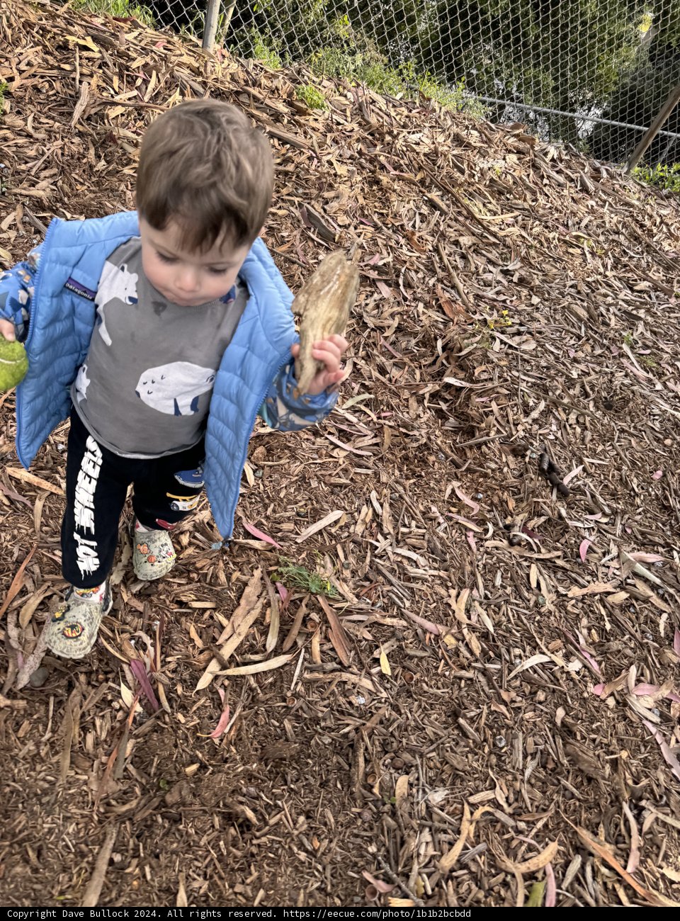 Woodland Wanderings