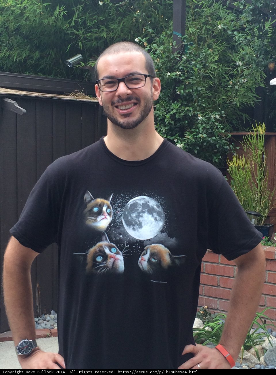 Feline Fashionista
