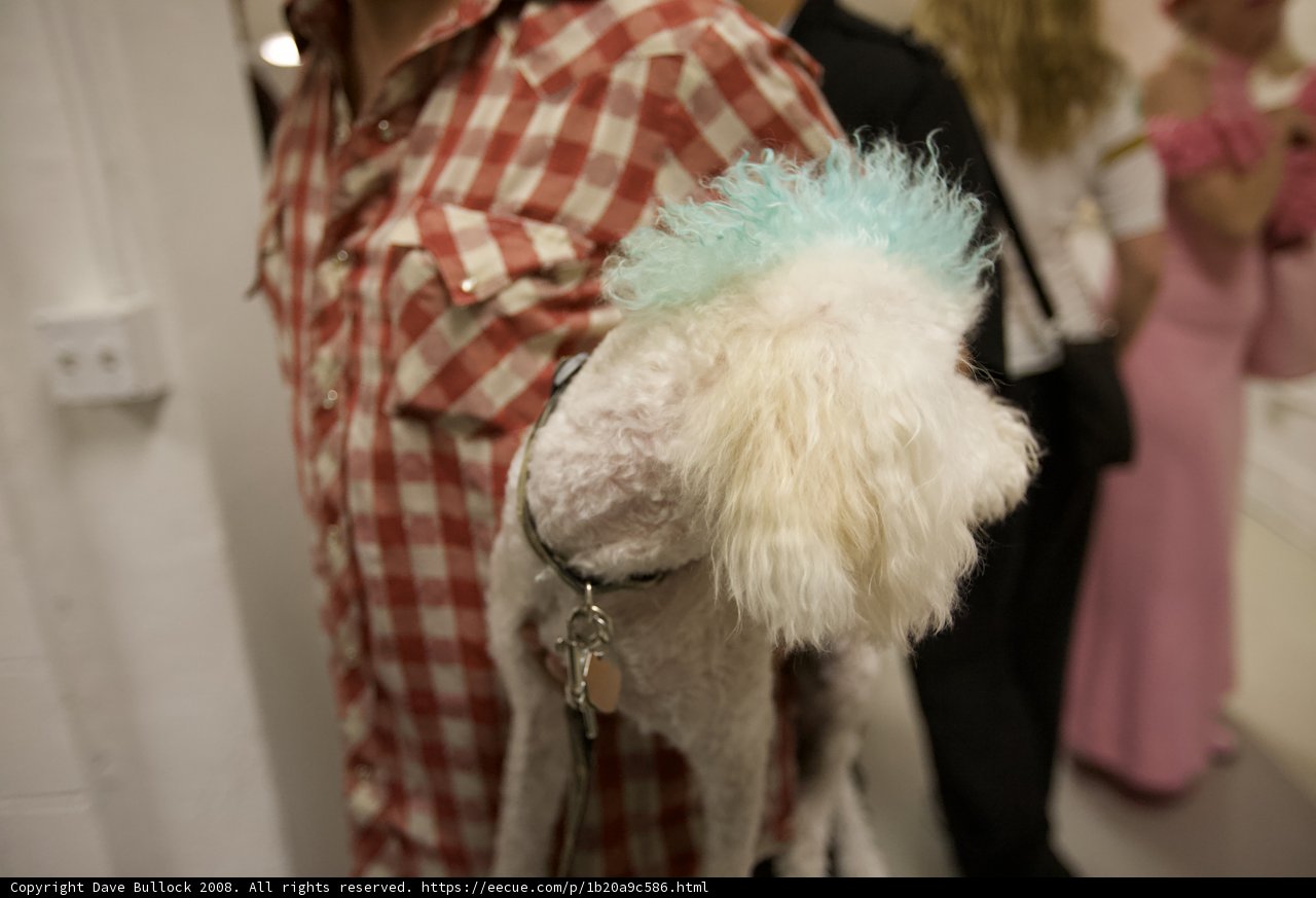 Man and His Poodle Companion