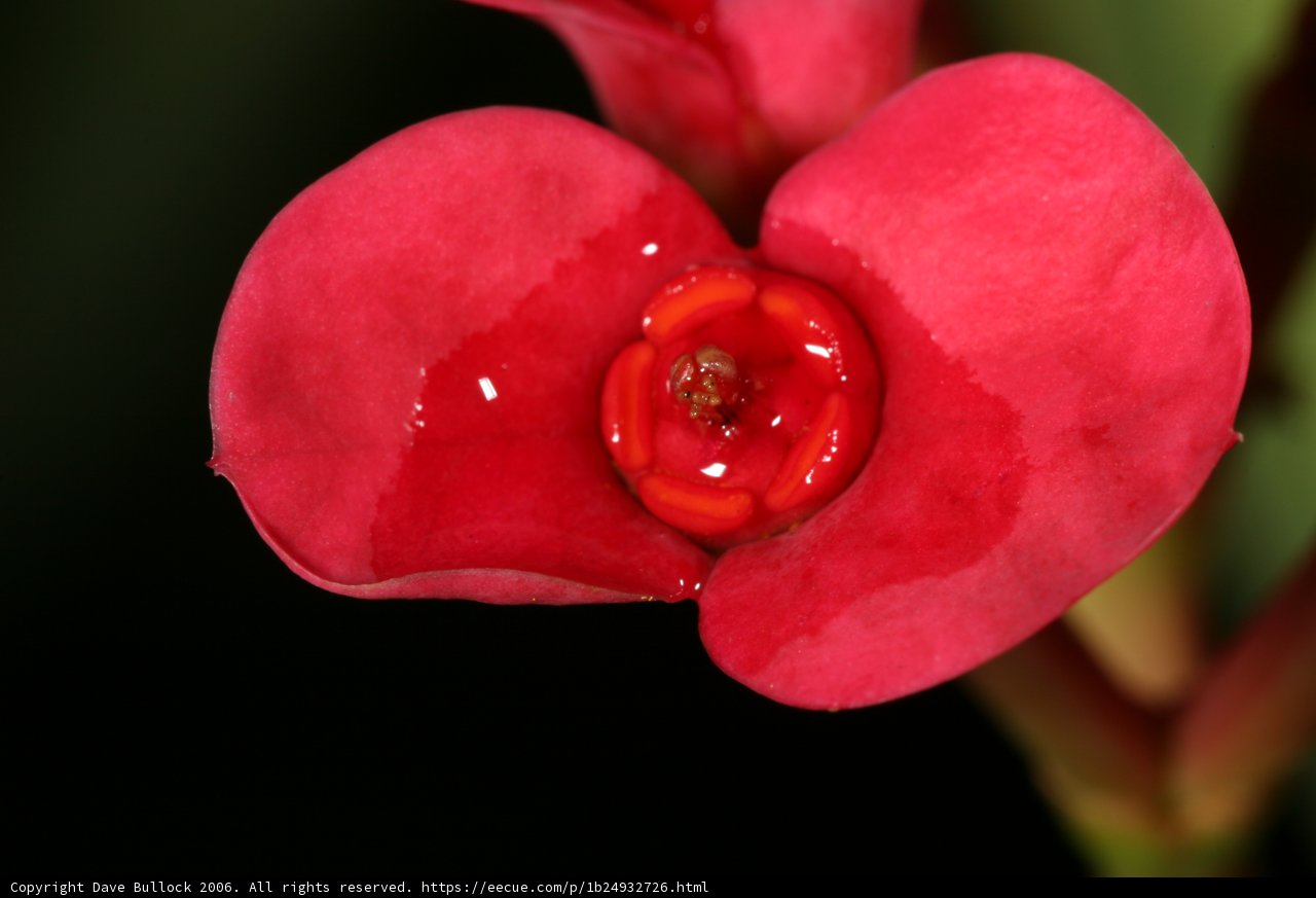 Red Begonia Flower with Water Droplets