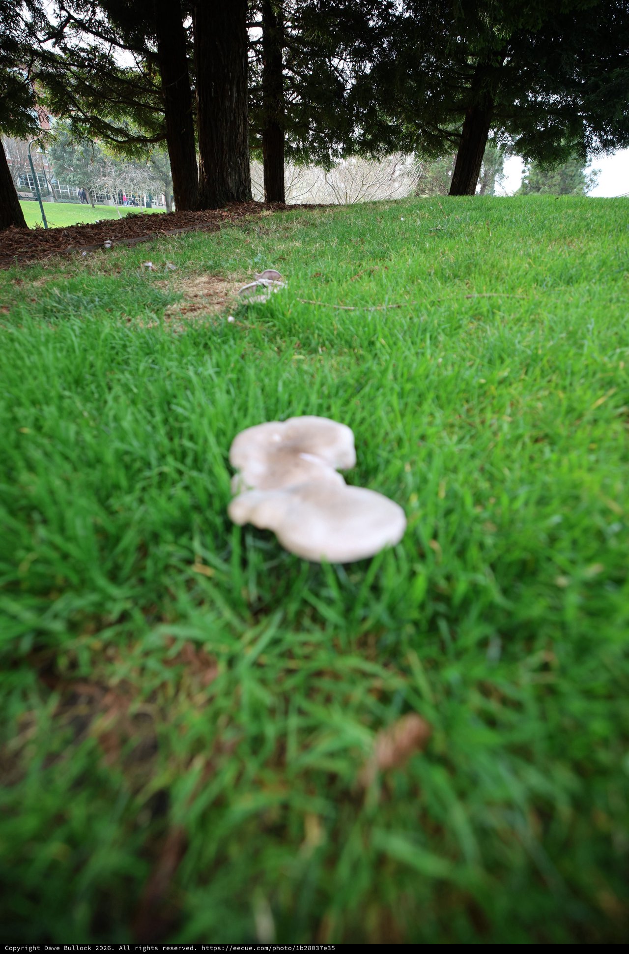 White Mushrooms Growing in Lush Green Grass
