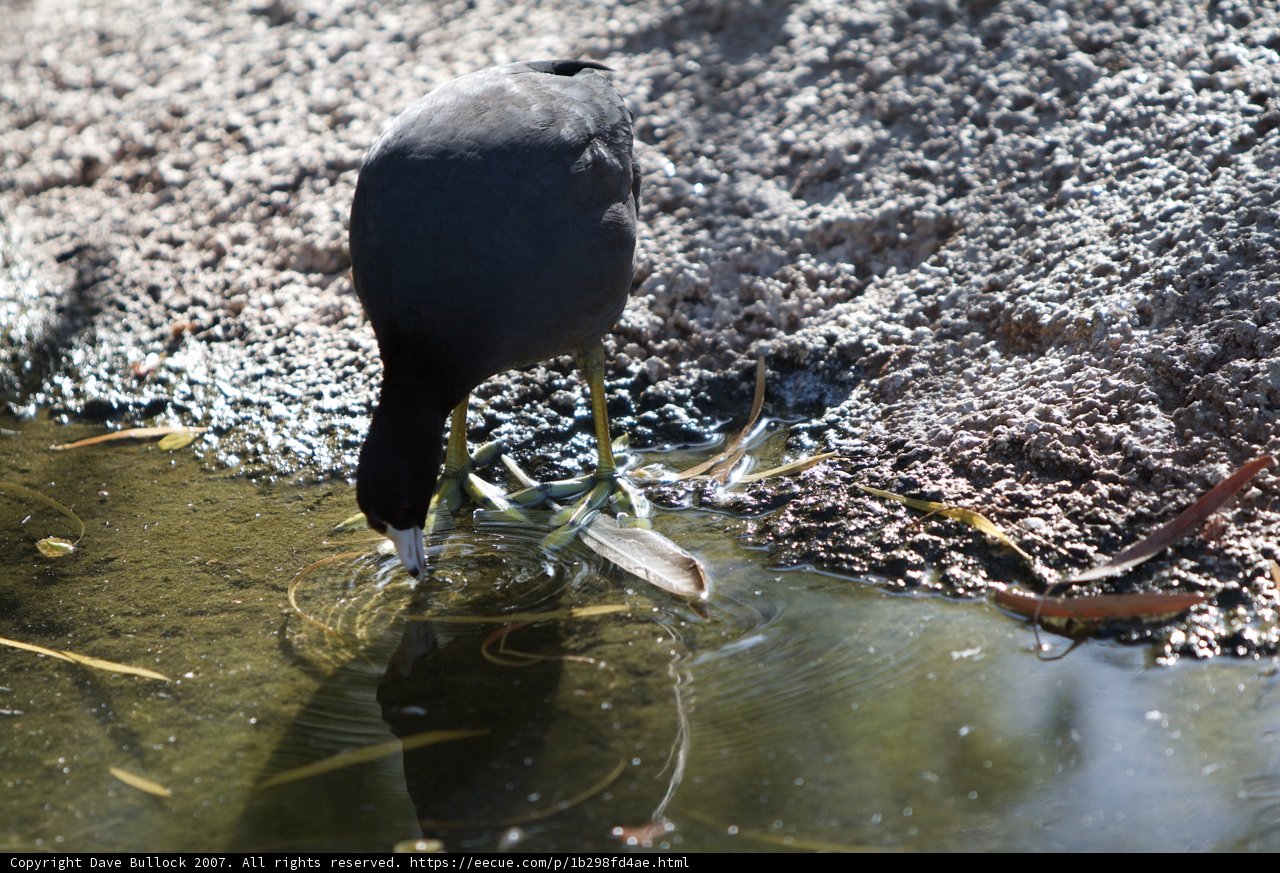 Blackbird Drinking from Pond
