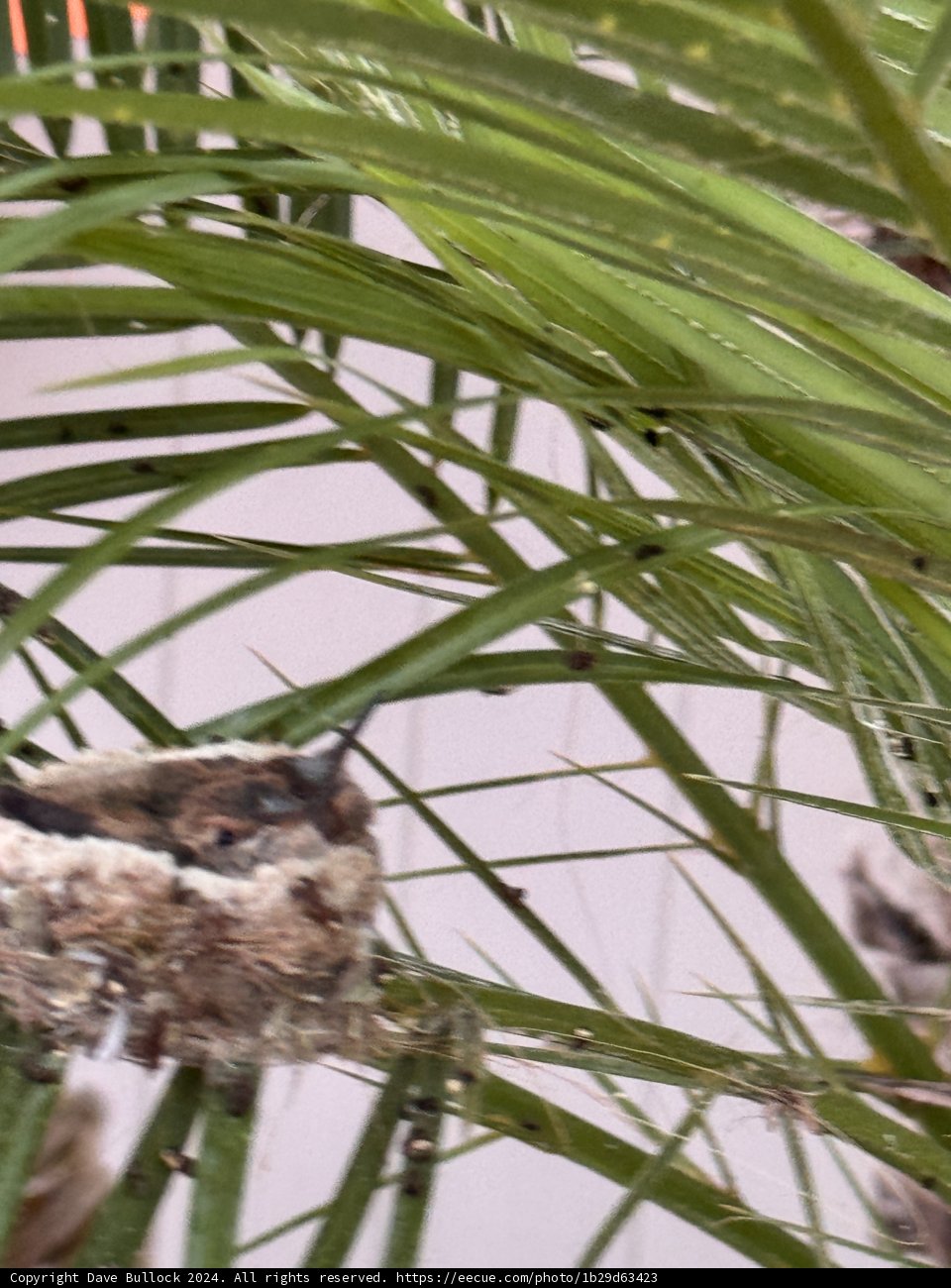 Nestled Amongst the Palms