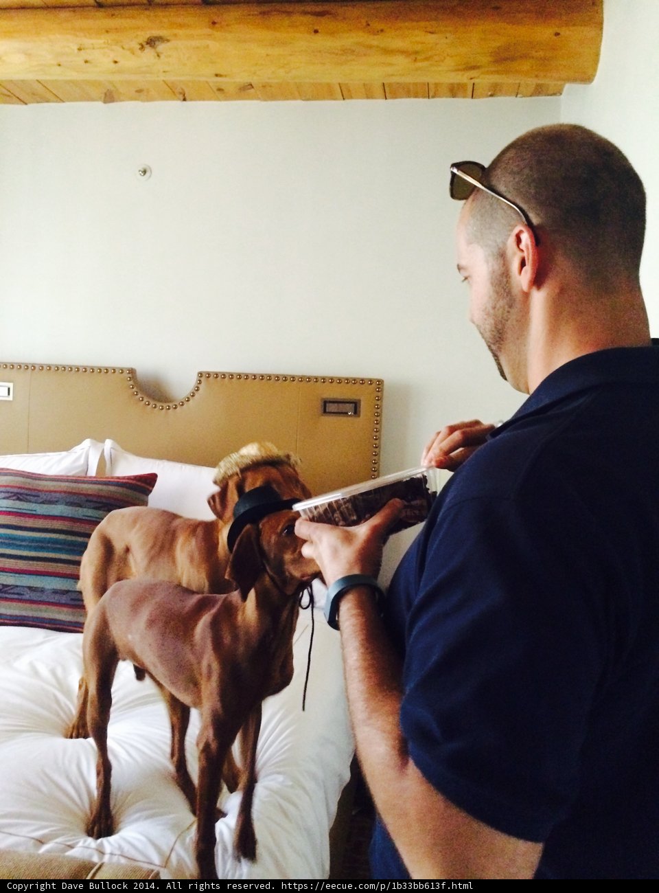 Two Dogs and a Man on a Bed