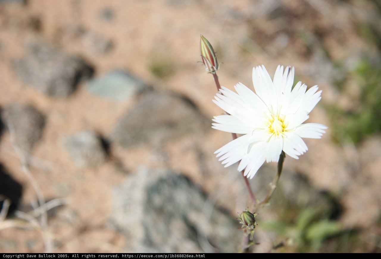 Lone Daisy