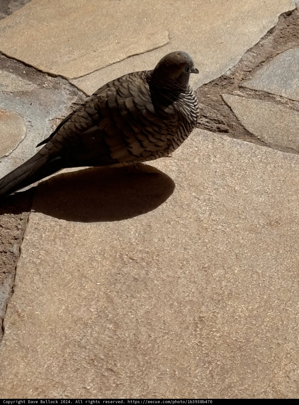 Serenity in the Shadows: A Dove at The Royal Hawaiian