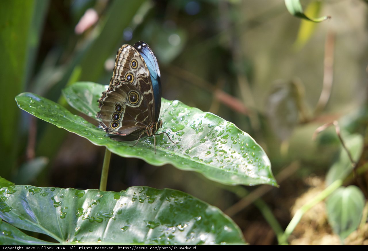 Fluttering Beauty in the California Rainforest