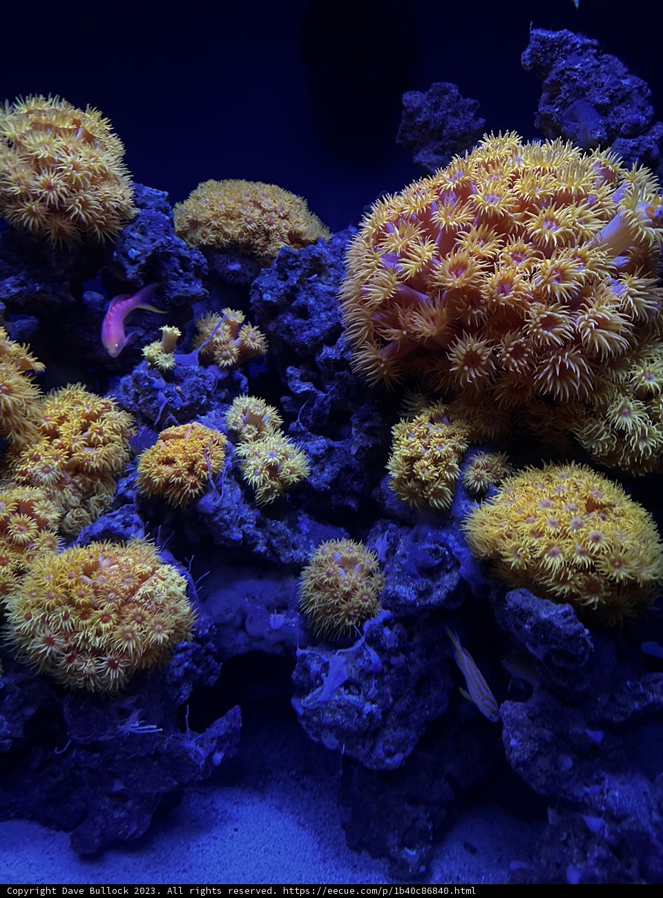 The Stunning Diversity of a Californian Coral Reef