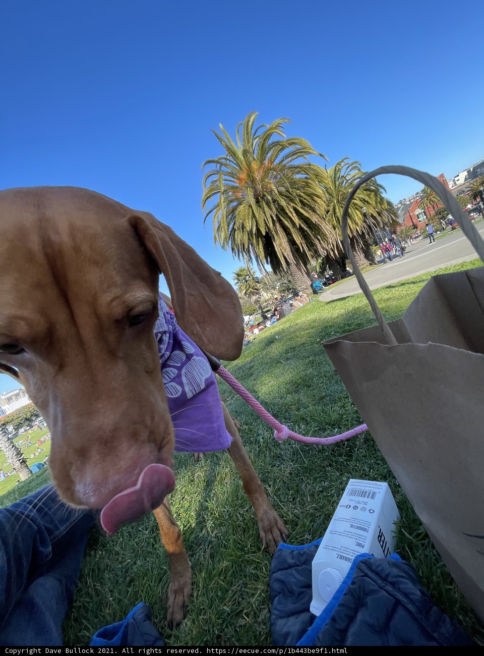 Happy Pup in Mission Dolores Park
