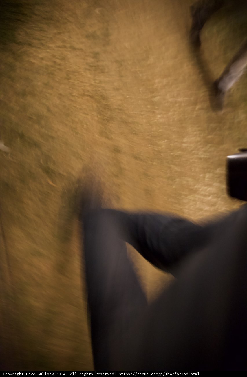 Blurry Walk in the Woods