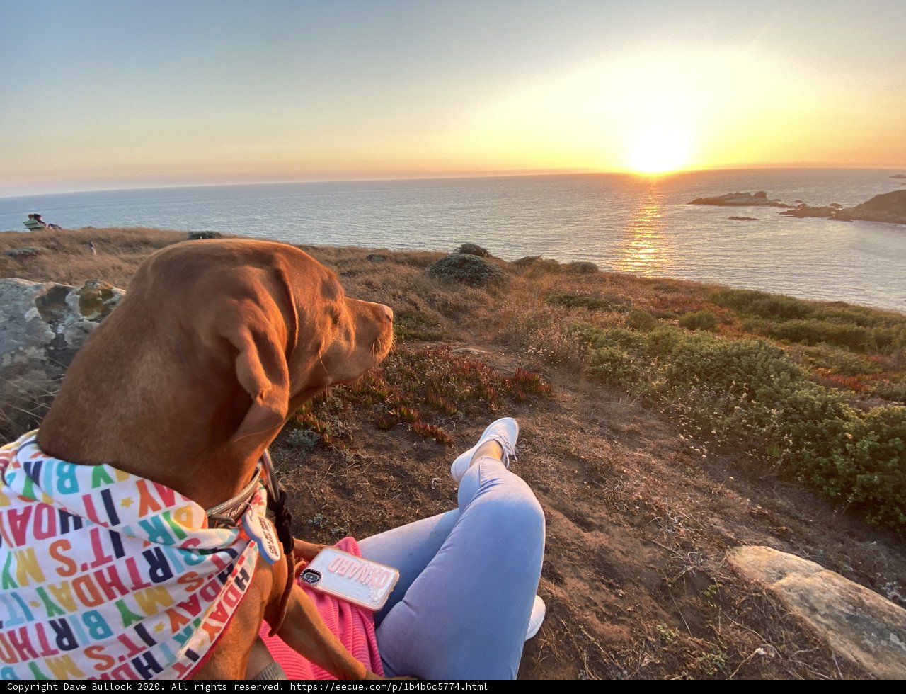 Canine Contemplation