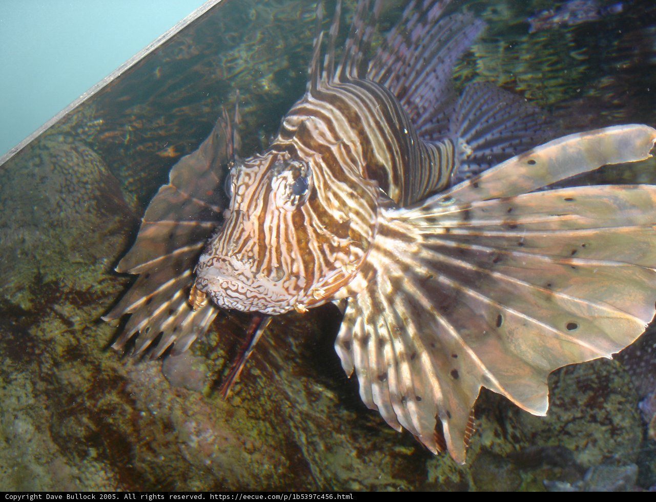 Majestic Lionfish in an Aquarium