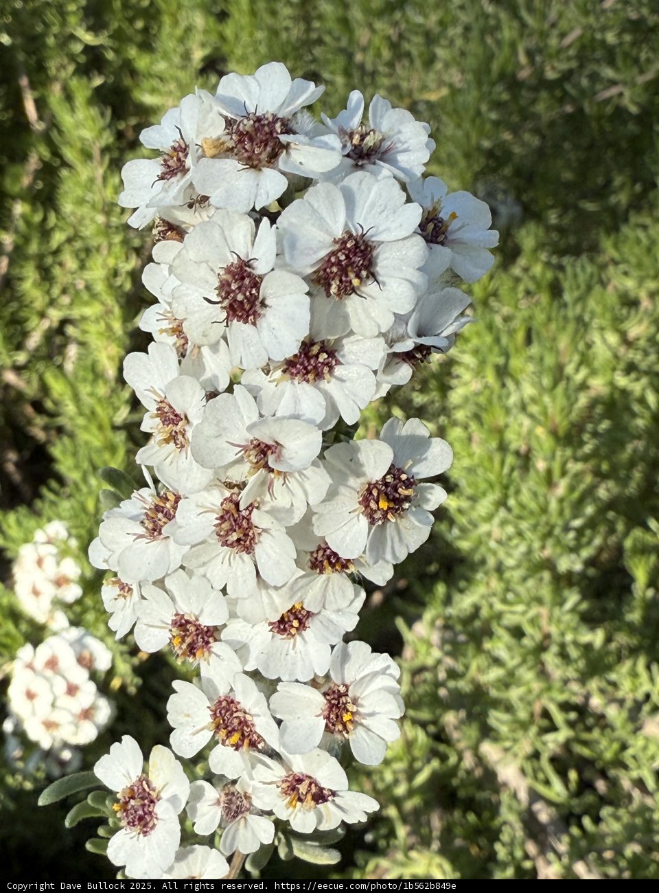 Blossoming Beauty at Ruth Bancroft Garden