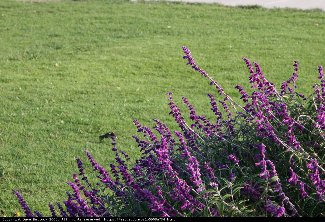 Majestic Bird Perched on a Vibrant Purple Snapdragon