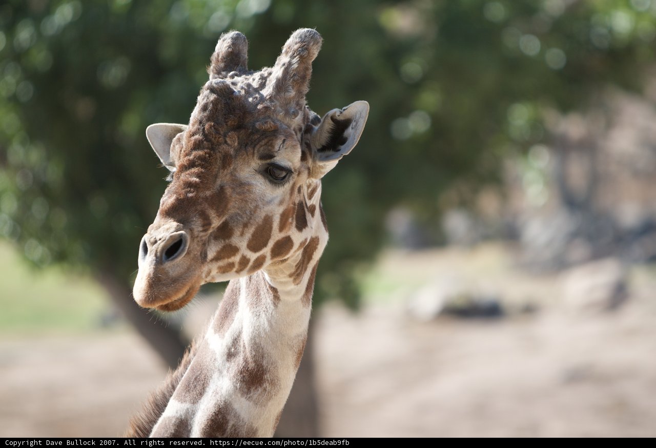 The Majestic Beauty of a Wild Giraffe