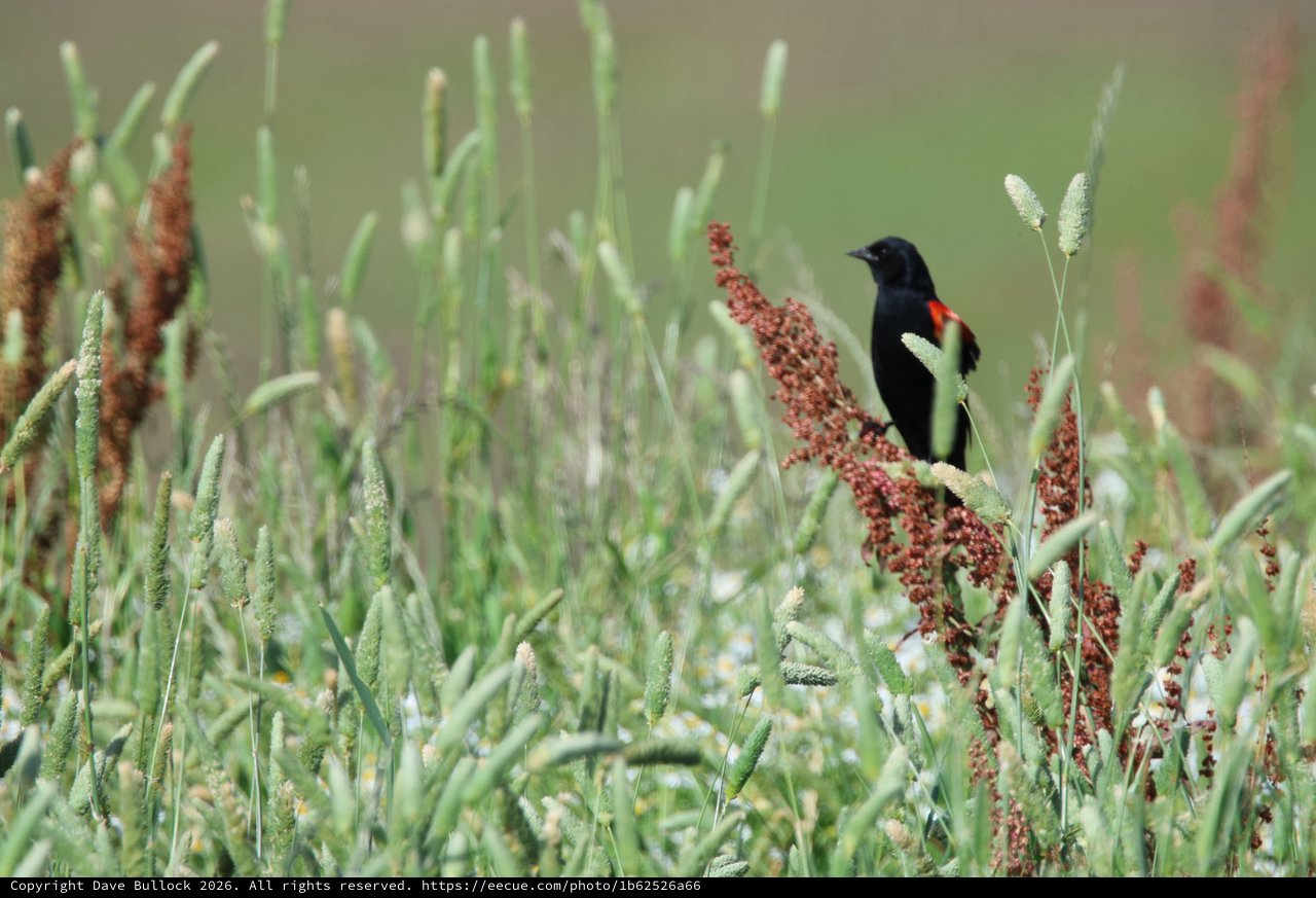 Red-winged Blackbird Perched Among Marsh Grasses