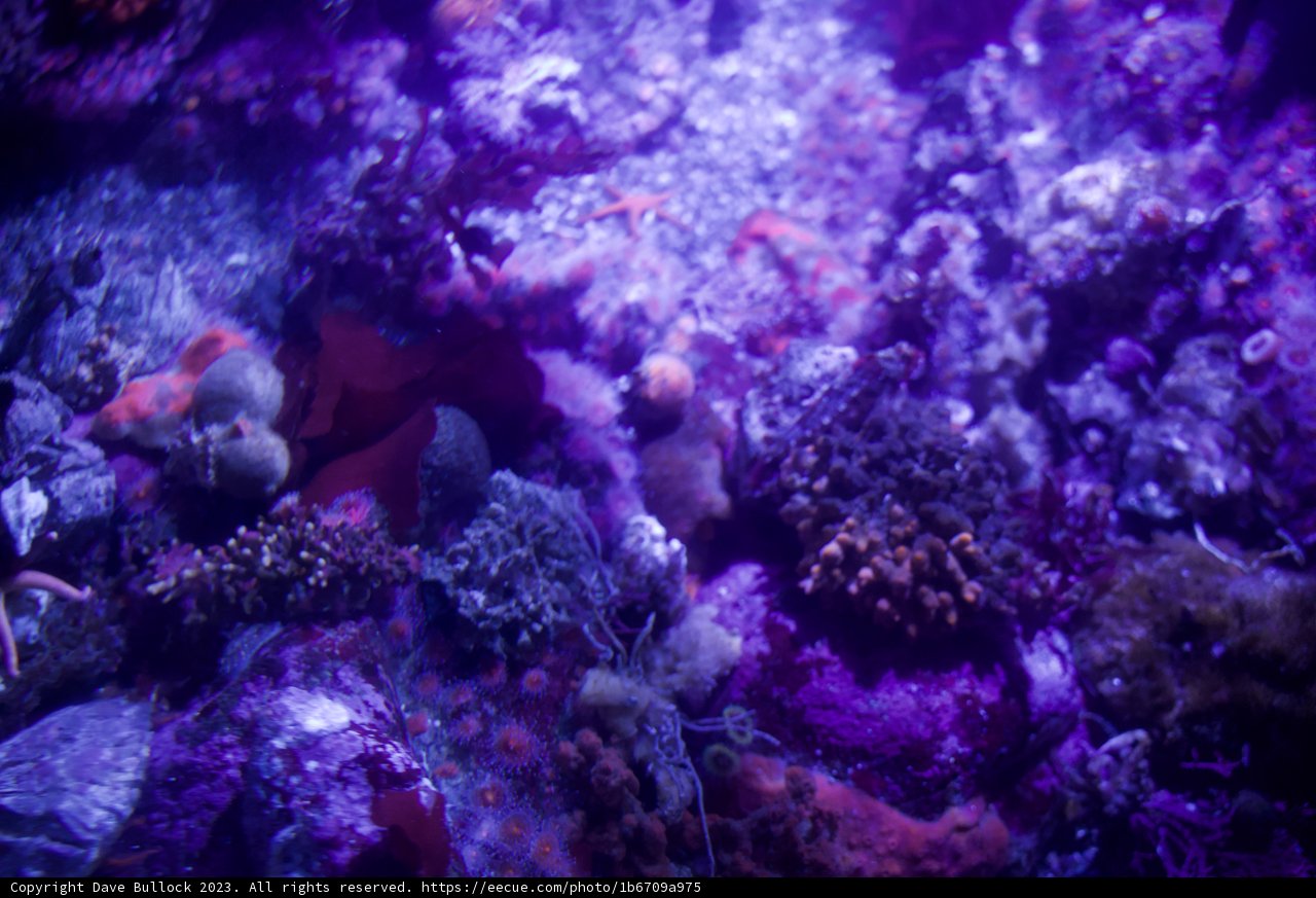 Purple Luminescence: Monterey Bay's Coral Reef