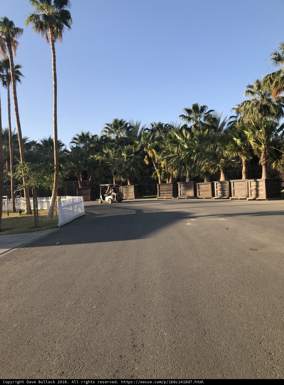 Palm Tree Paradise