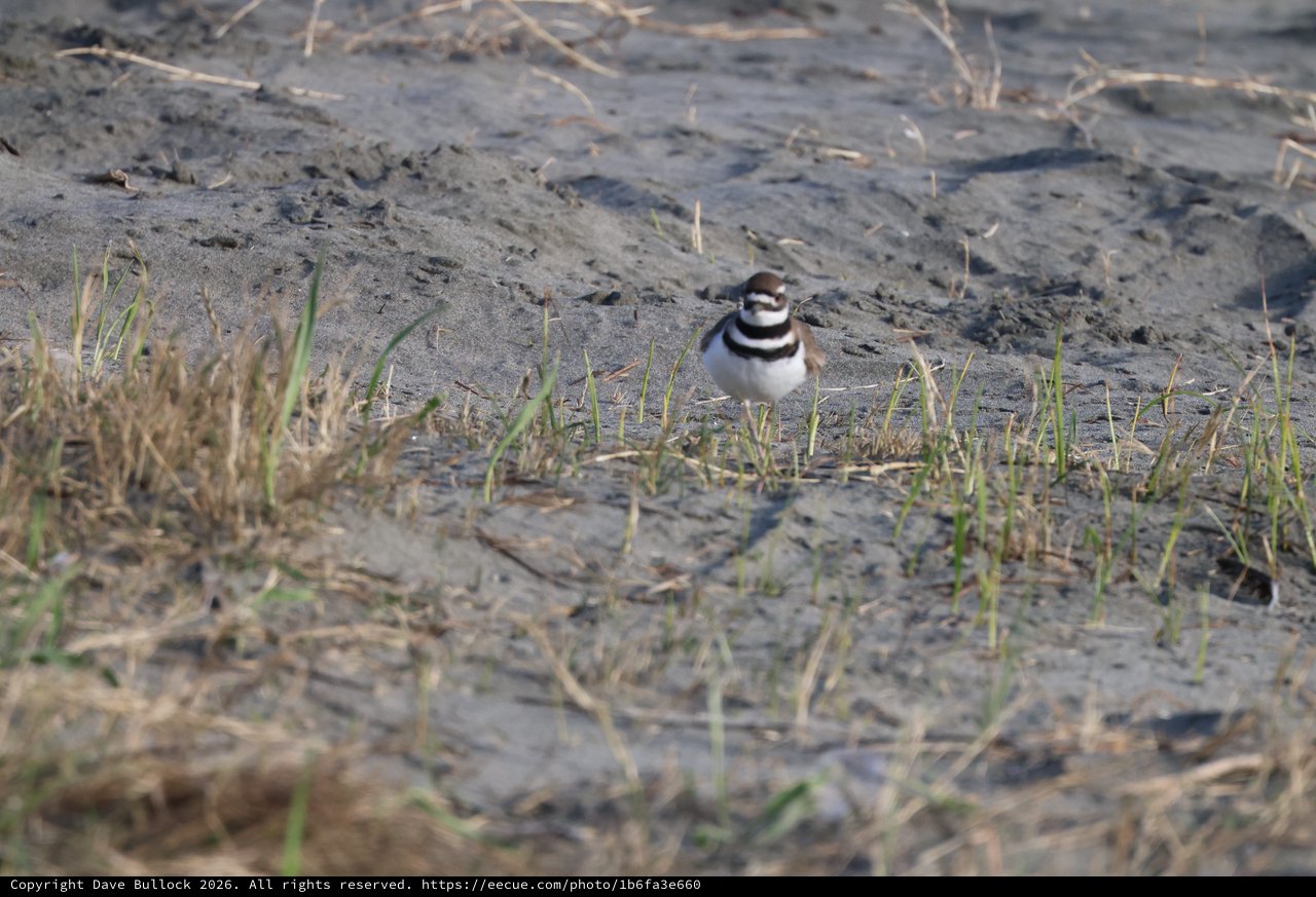 Killdeer Plover on Muddy Ground at Drakes Beach