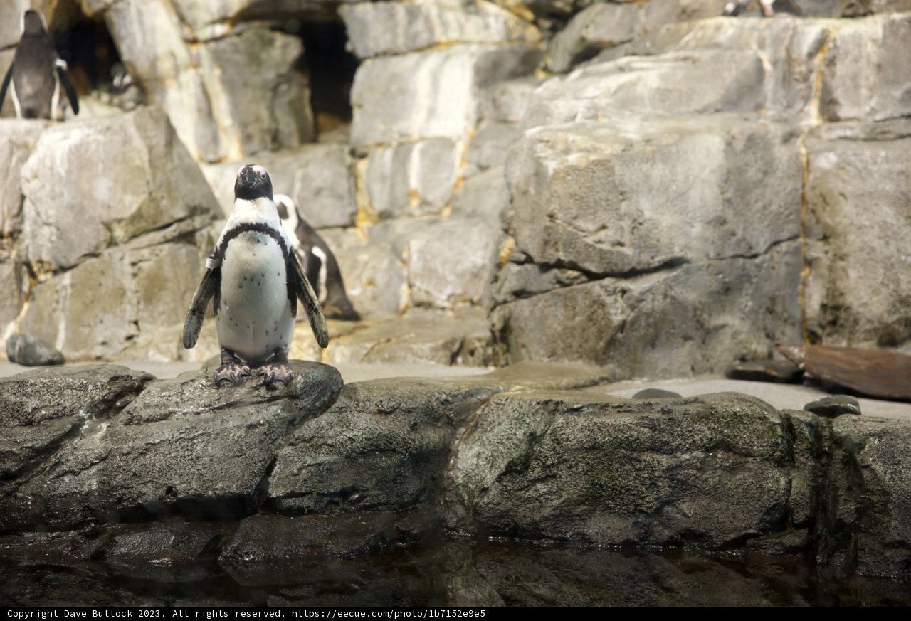 Regal Monarch of Monterey Bay