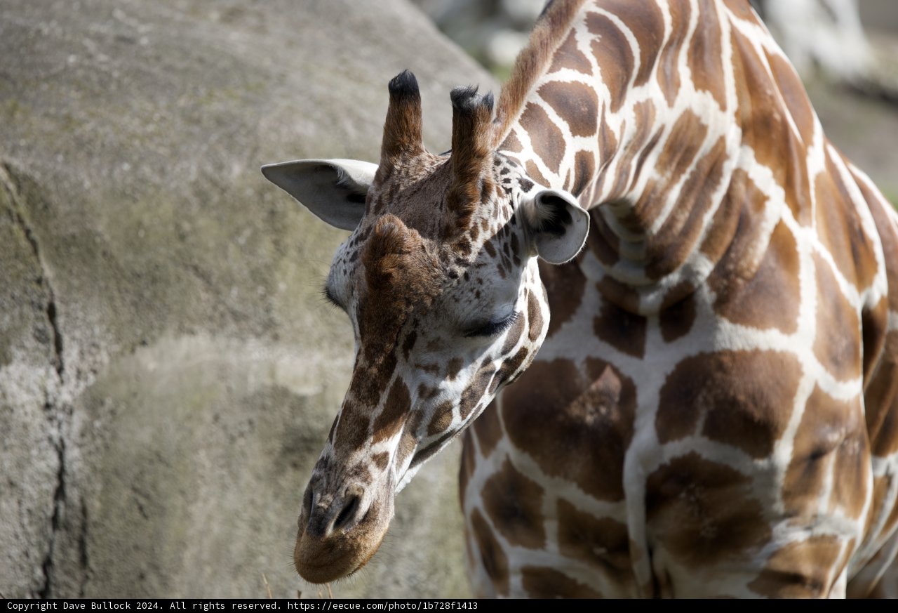Majestic Giraffe at SF Zoo