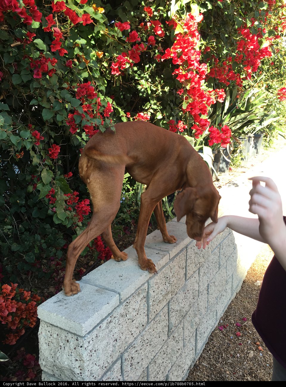 Reaching for a Helping Hand