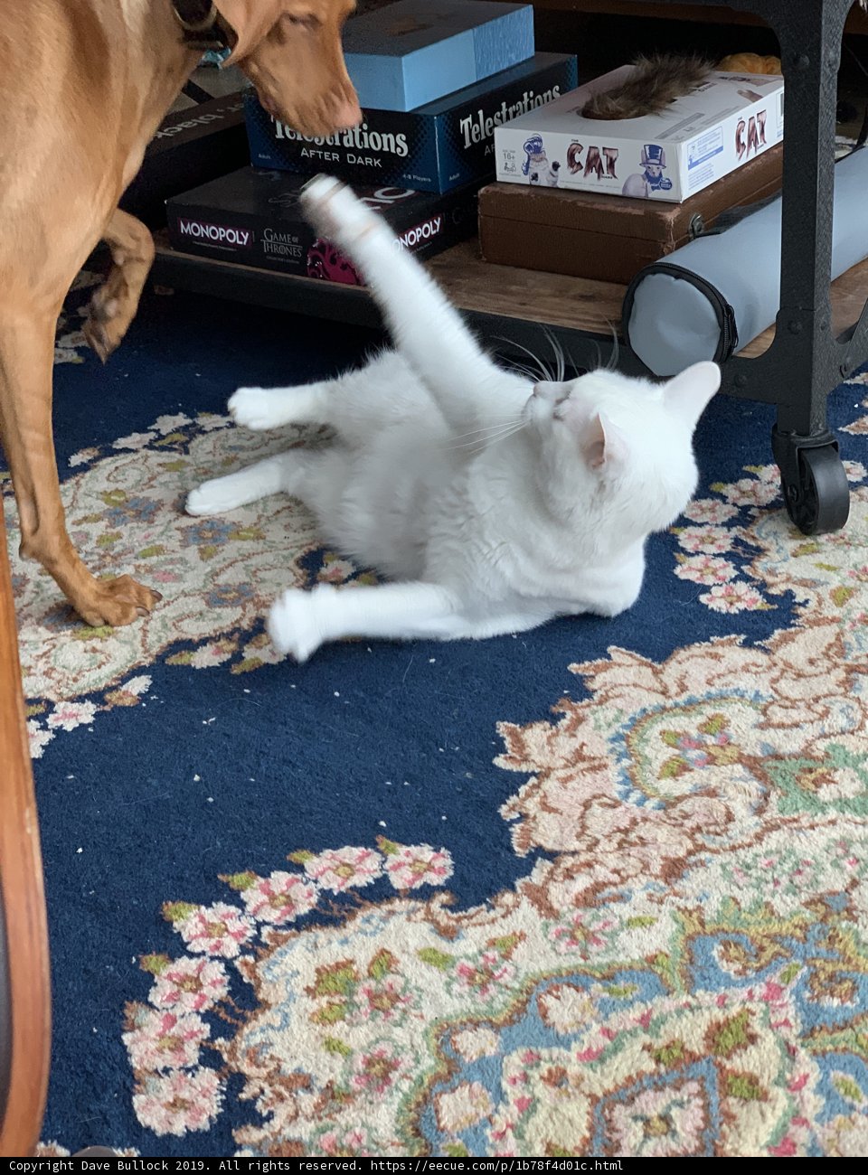 Playtime with Pals