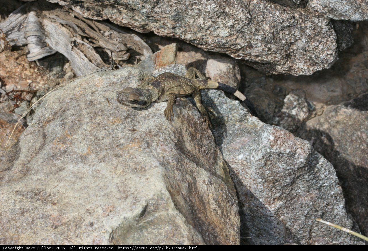 Lizard Perched on Rocky Outcropping
