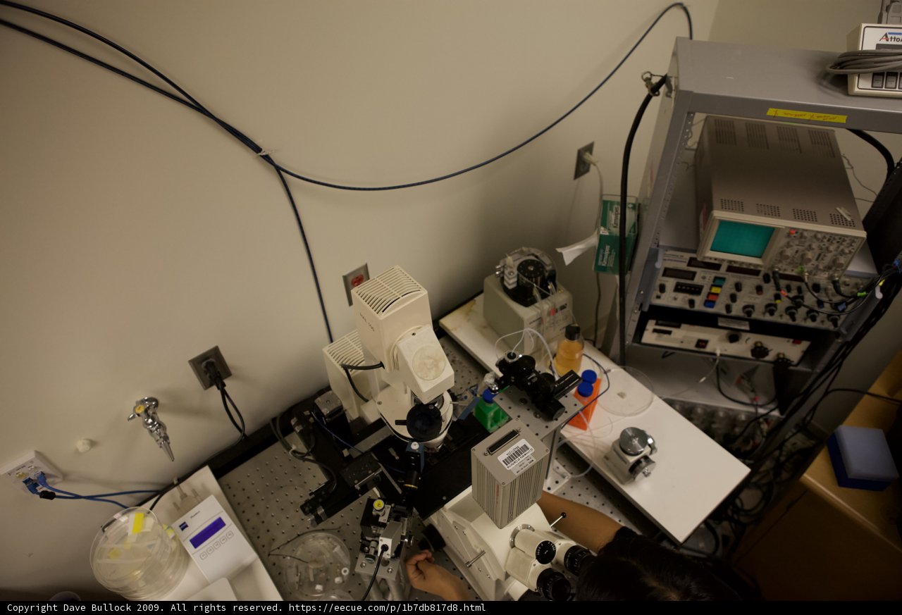 Examining the Cord under the Microscope