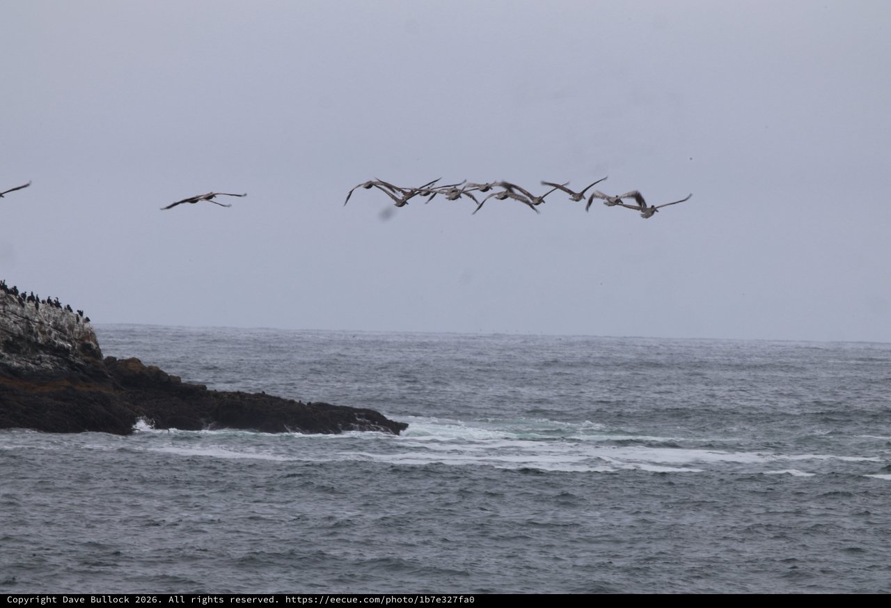Pelicans in Formation Over Rugged Pacific Coastline