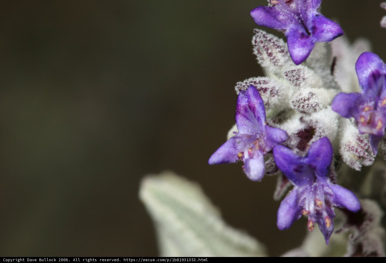 Purple Flower Close Up