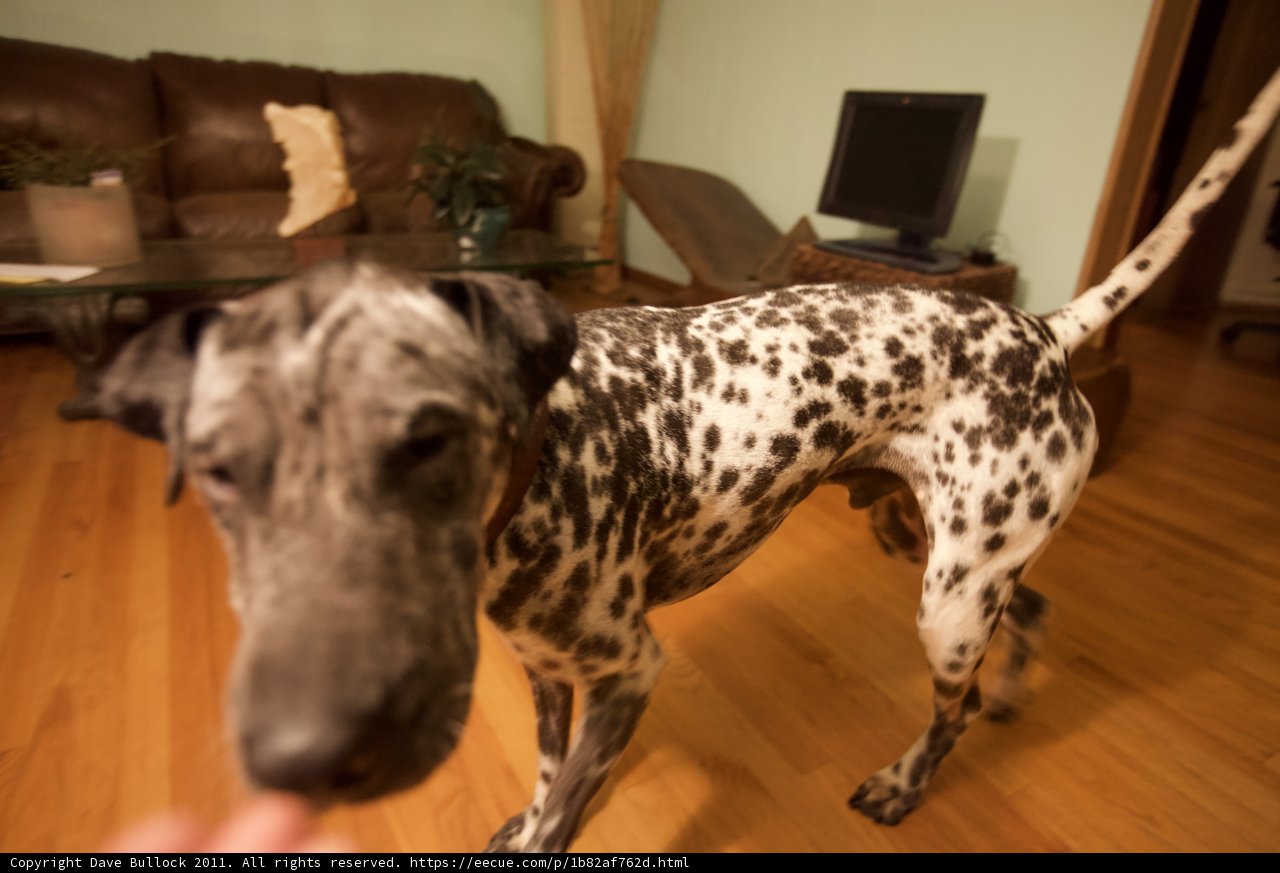 Lucky the Dalmatian lounges in the living room