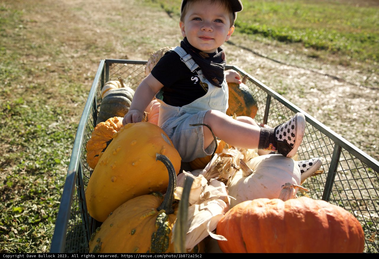 Pumpkin Delight: A Day in the Patch