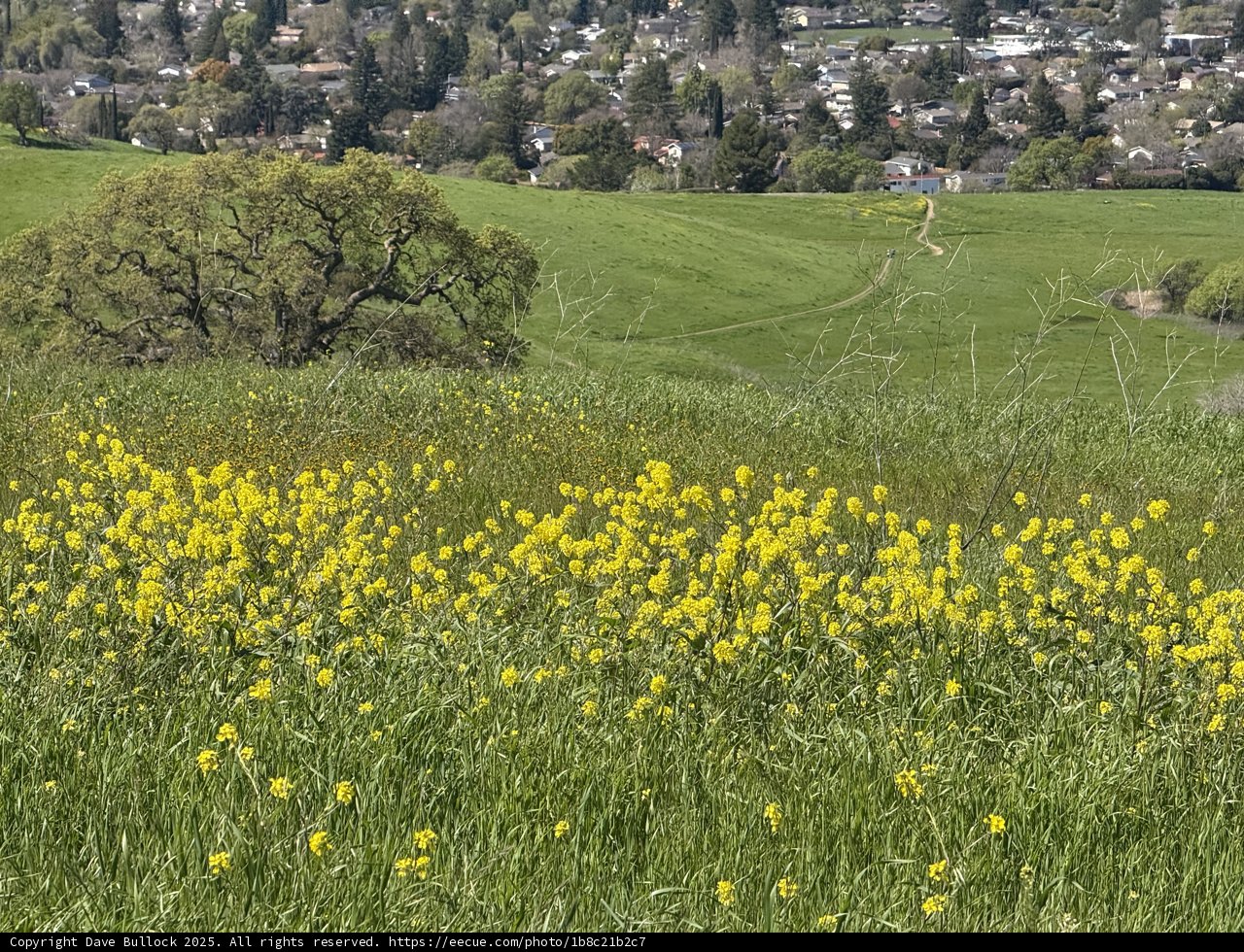 Golden Fields of Lime Ridge