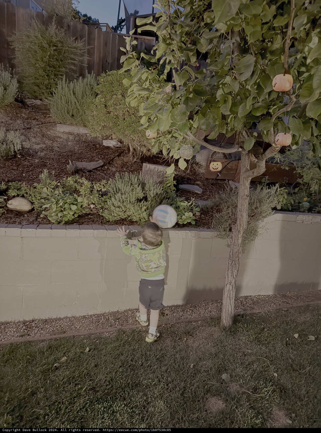 Young Child Playing in Backyard Garden