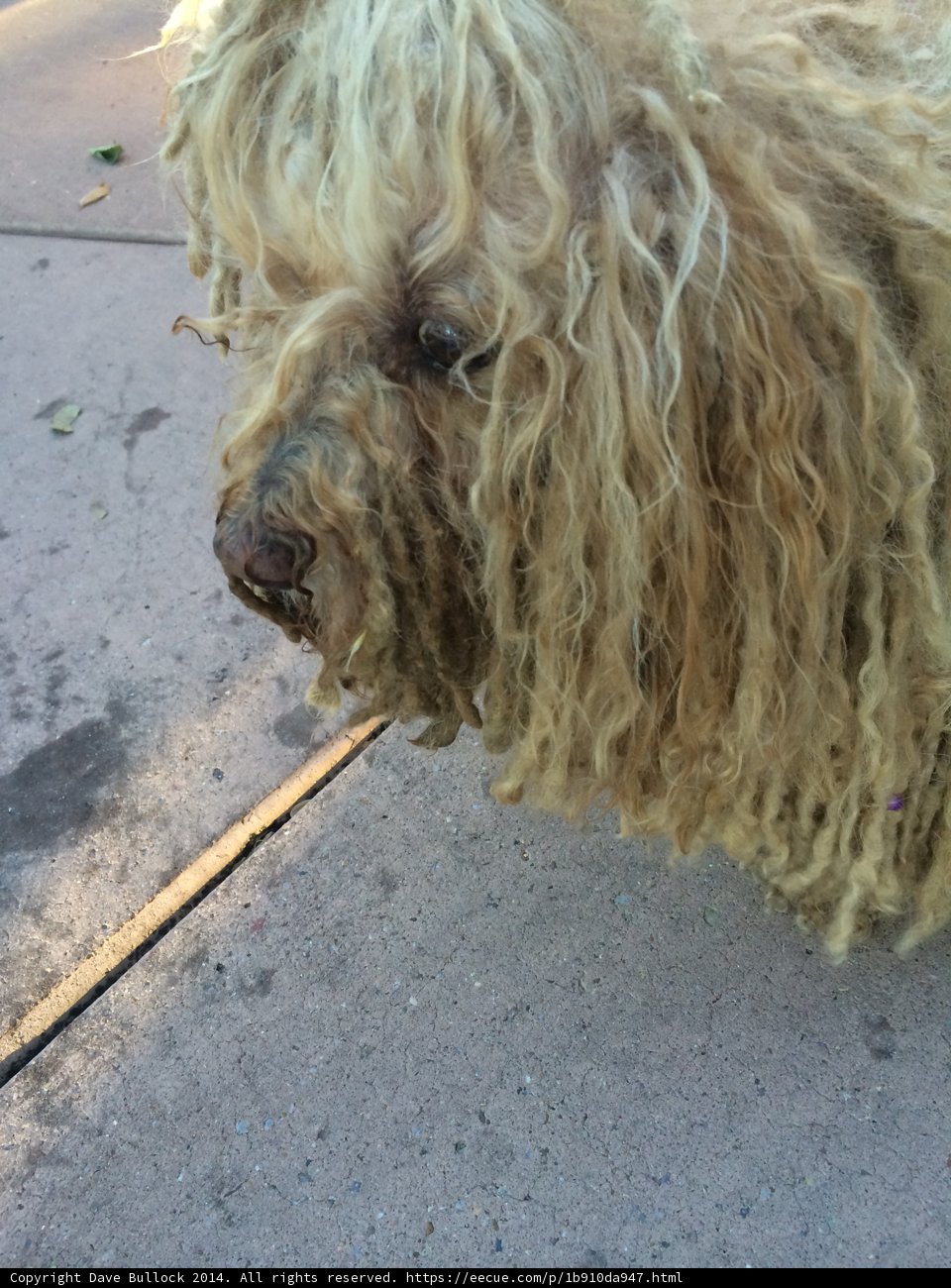 Poodle on the Plaza
