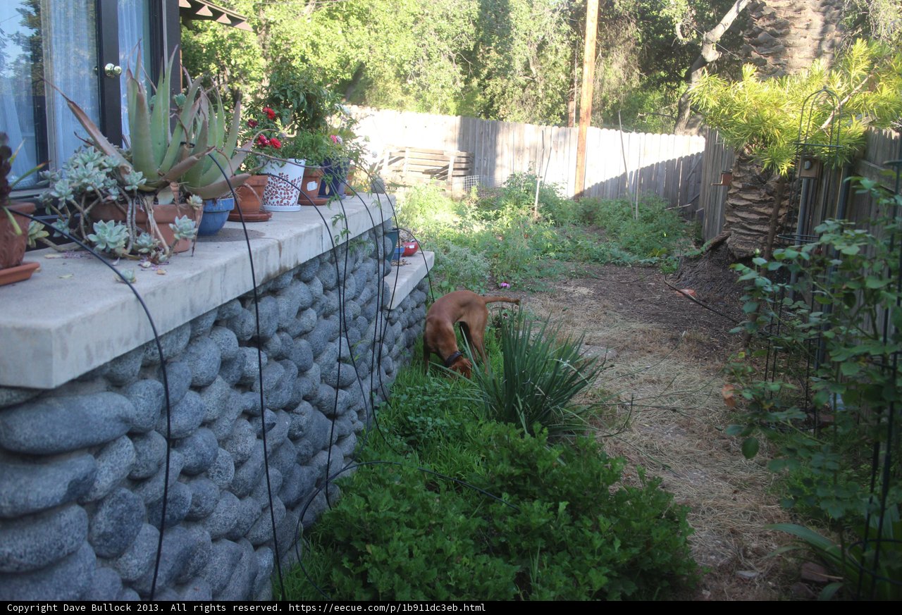 Backyard Bliss