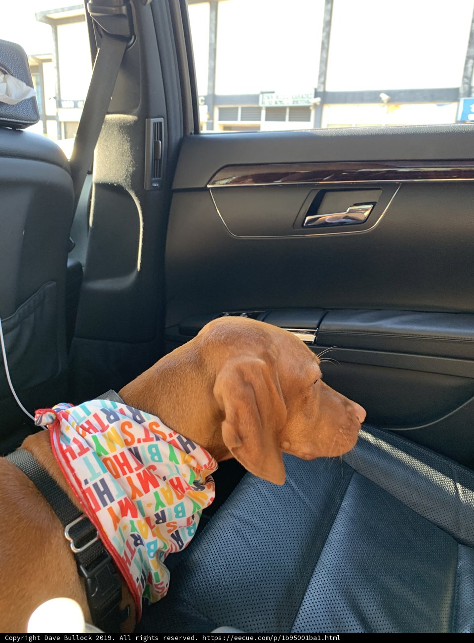 Colorful Canine