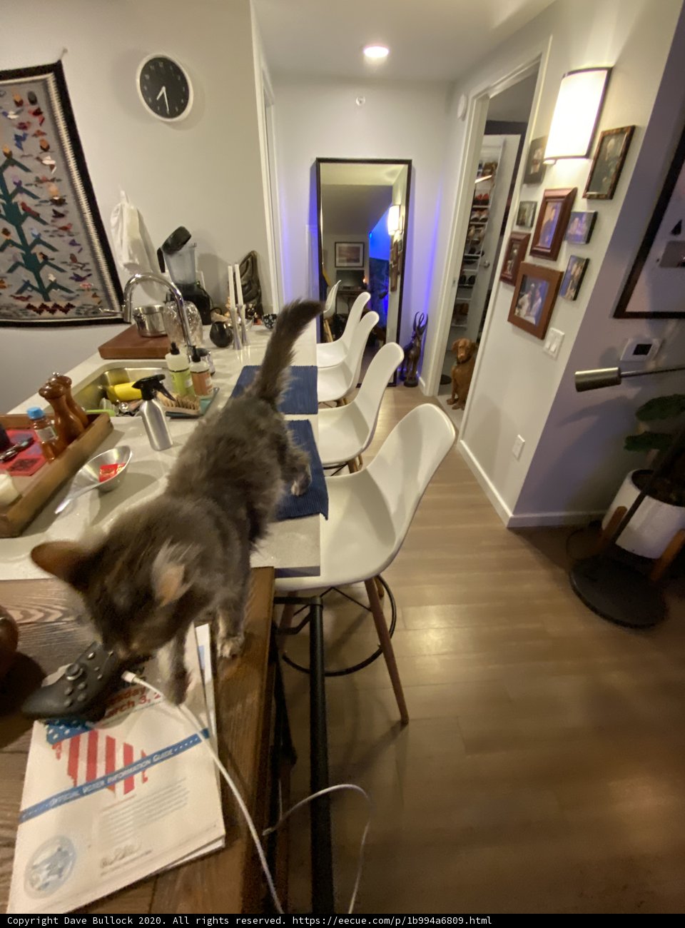 Feline Observer in Contemporary Kitchen
