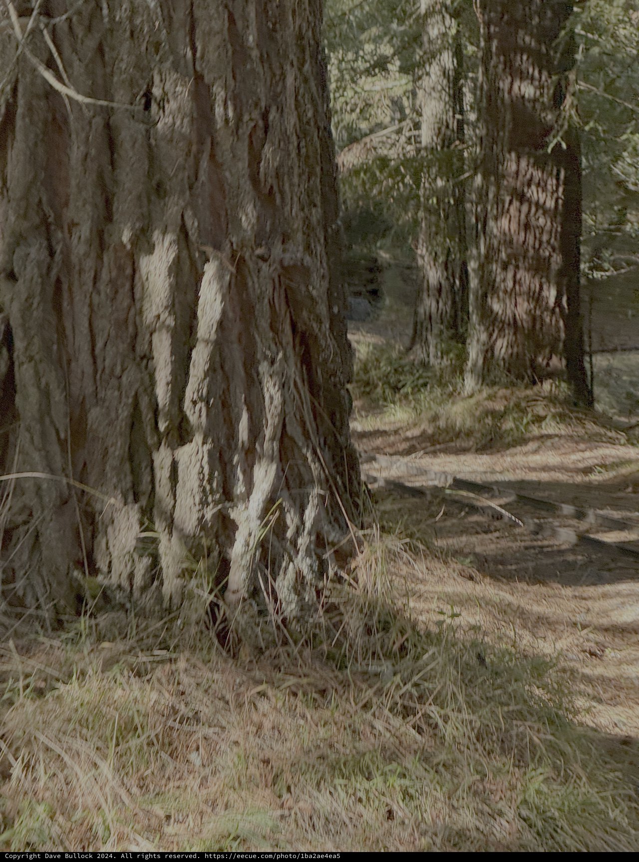 Weathered Trees Along Forest Trail Path