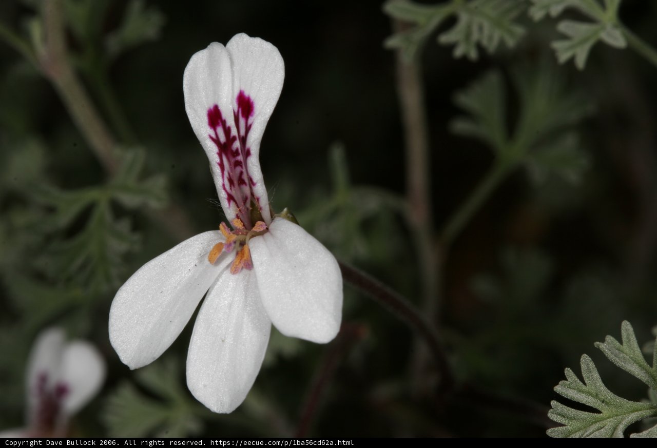 Beautiful Geranium Blossom