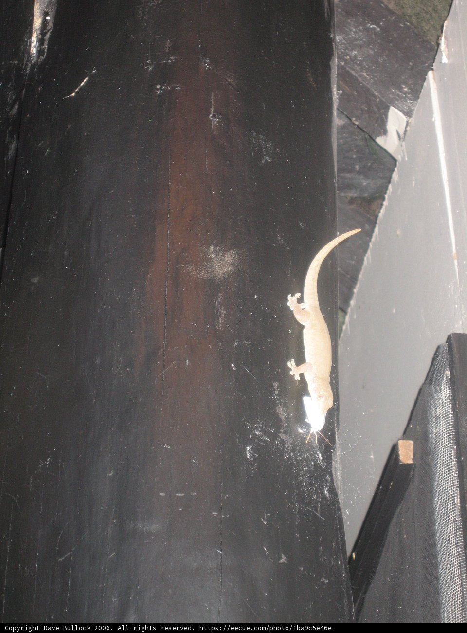 Climbing Gecko