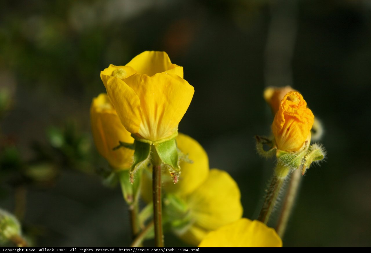 Sunshine and Geraniums