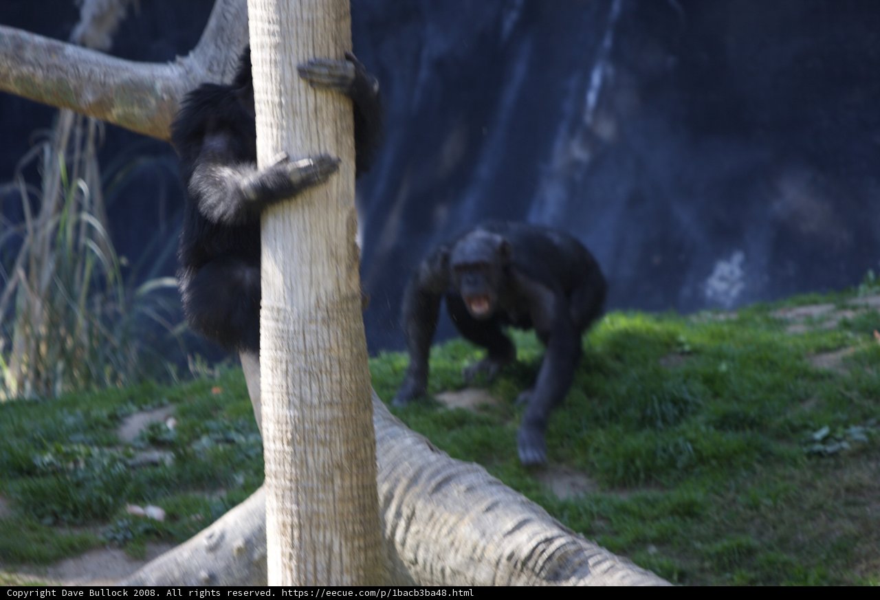 Climbing Monkeys