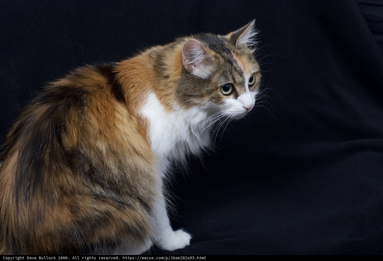 Purrfectly Calico