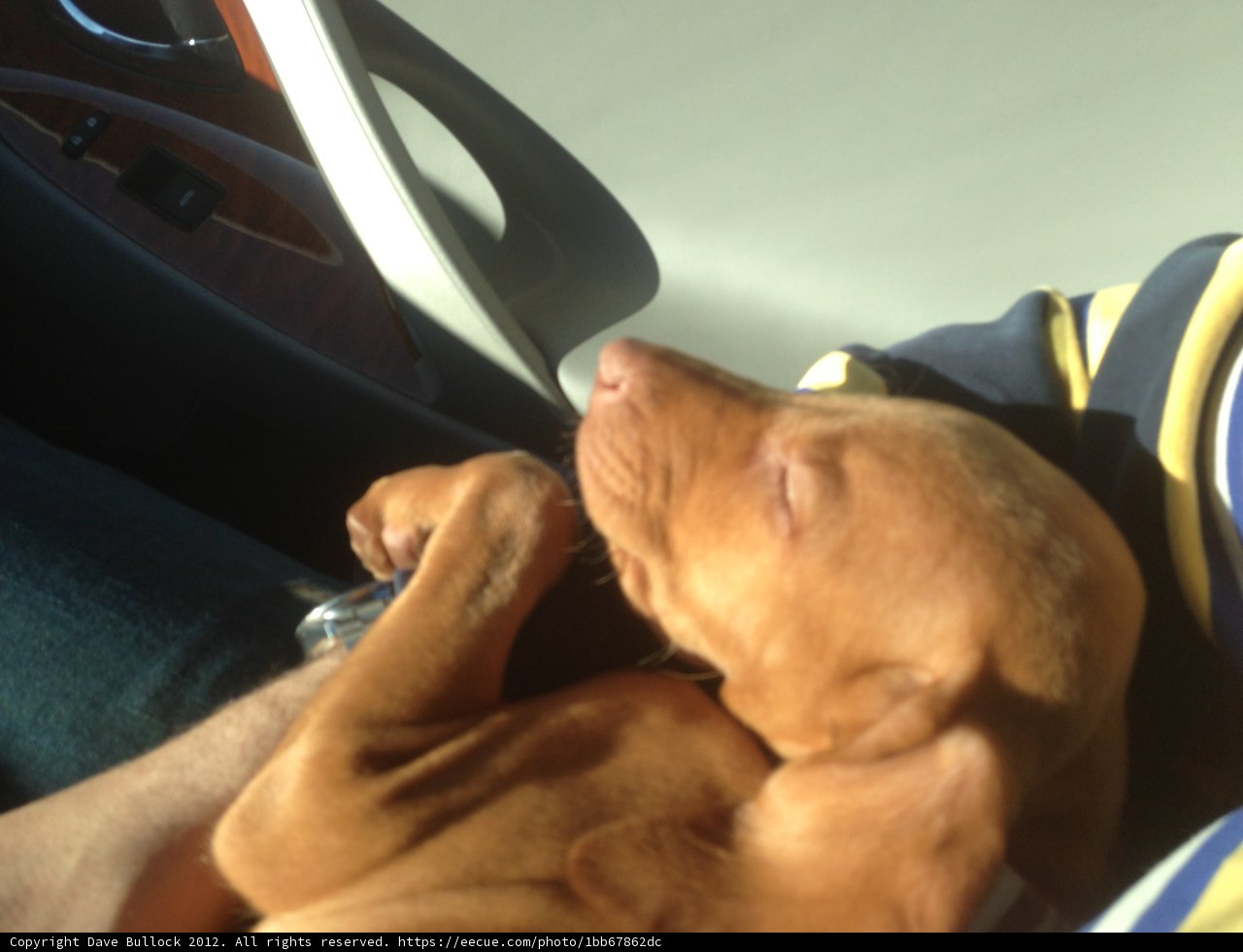 Sleepy Hound in Car Seat