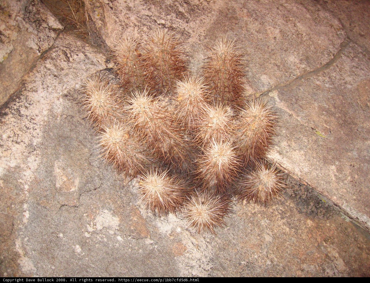 A Cactus Thrives on a Rocky Surface